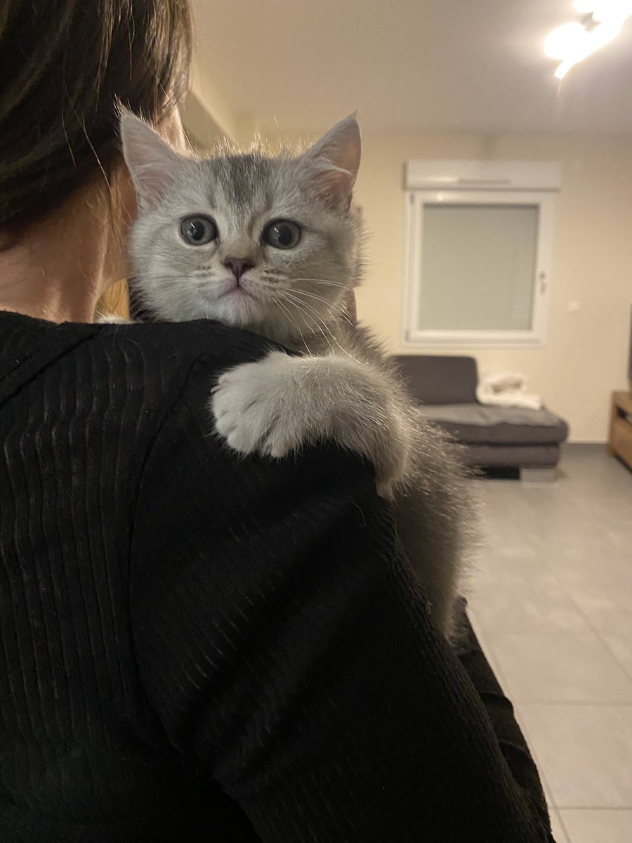 melochiyo's tweet photo. cc on parle pas assez de mon nouveau chaton https://t.co/15uRtd0O65