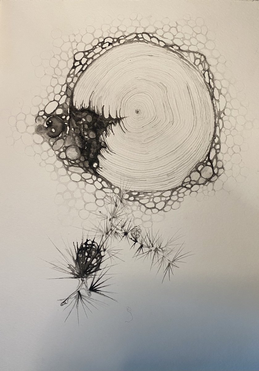 invivocreo's tweet photo. Western larch in cross section. Will be live this morning at 8am mountain time on kick. https://t.co/6nECeXGih9 

#kick #art #watercolors #blackandwhite #oldgrowth #timber #growth #westernlarch #larchmadness #invivo #invivocreo #livesimply #liveauthentic #crowe #crowefam https://t.co/aAnasgXVso