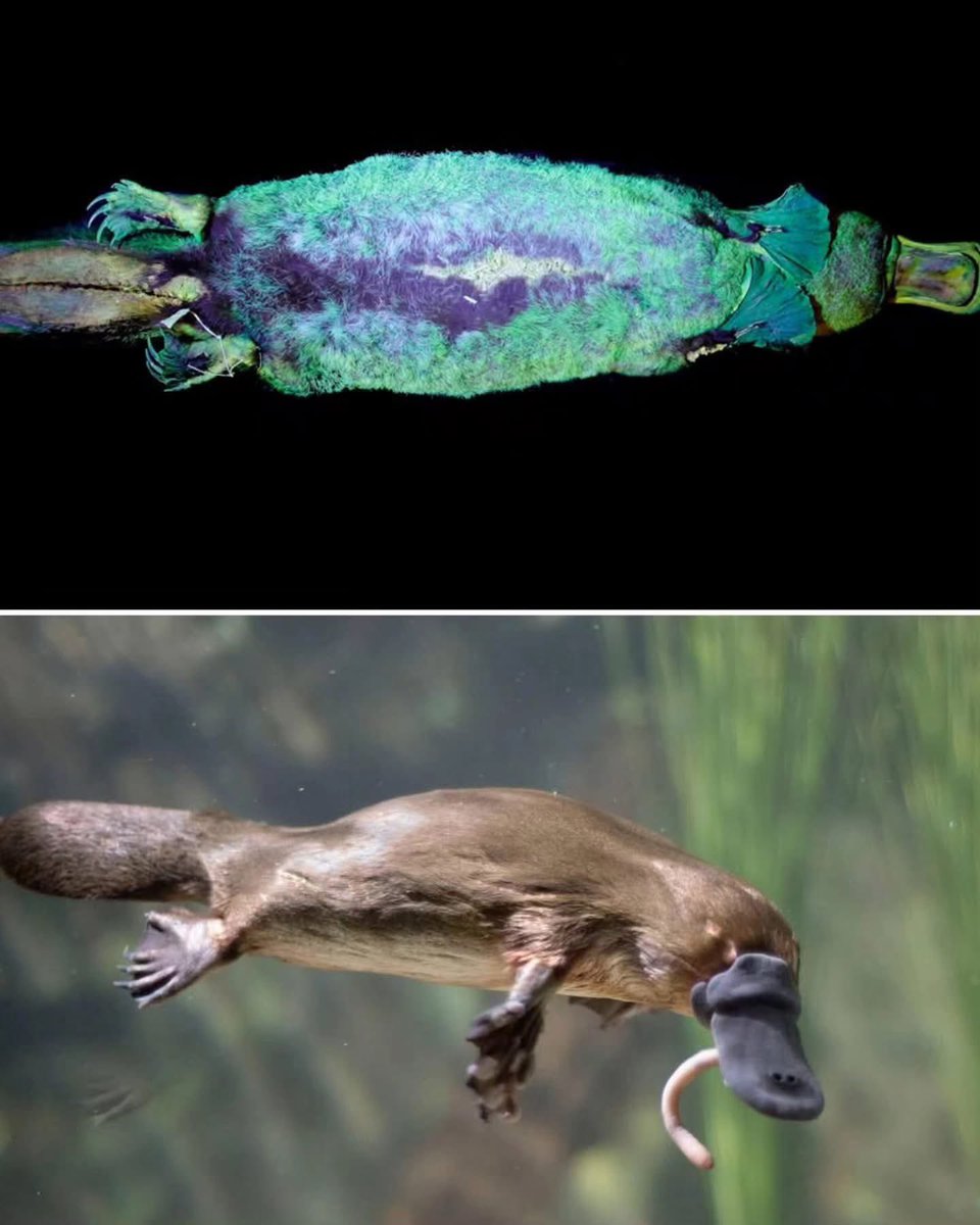 El ornitorrinco es quizás el animal más extraño de toda la naturaleza. Veamos.

Estamos hablando de un mamífero que pone huevos, tiene pico como un pato, cola parecida a la de un castor, patas de nutria y además es venenoso. 

Cómo si no fuera poco, cuenta con electrorreceptores