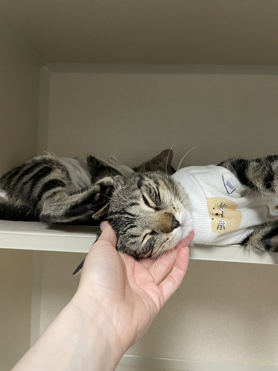 Friends of Bear Cat Rescue tweet media