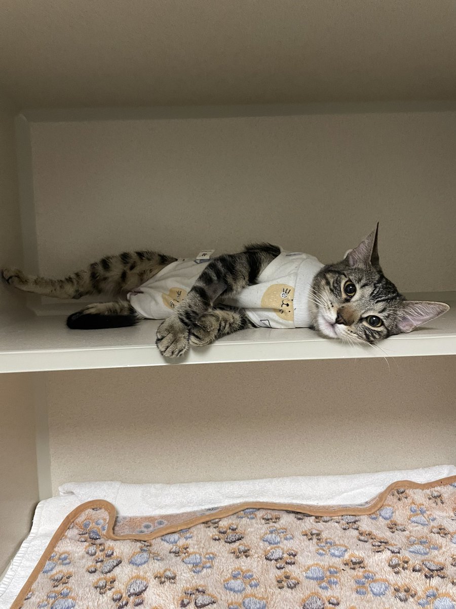 Friends of Bear Cat Rescue tweet media