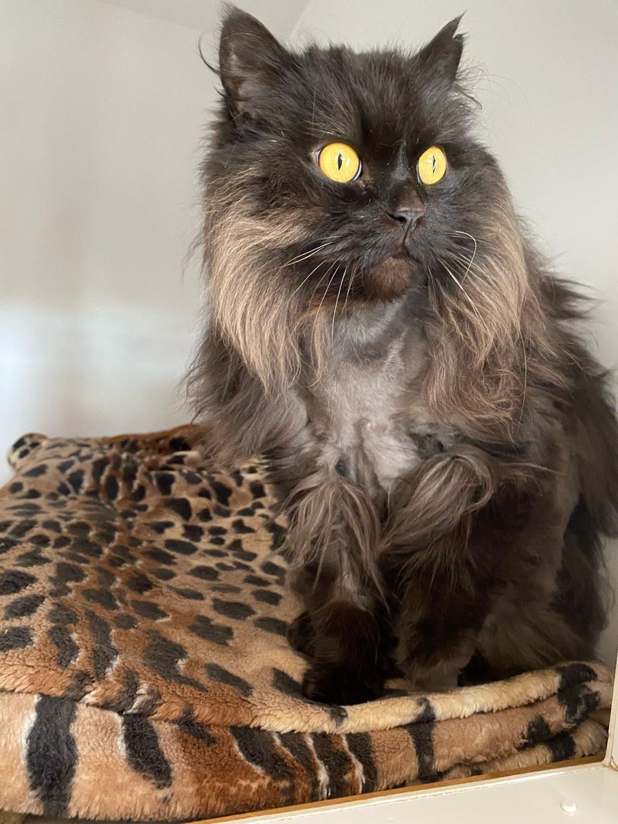 This #Caturday meet gorgeous, gentle mother and son duo Lucy (tortoiseshell, full Persian) and Blacky (part-Persian), who need to find a home together. They are 5/6 years old and will need an experienced owner used to long haired cats.

More and enquire: cats.org.uk/cherwell#adopt…