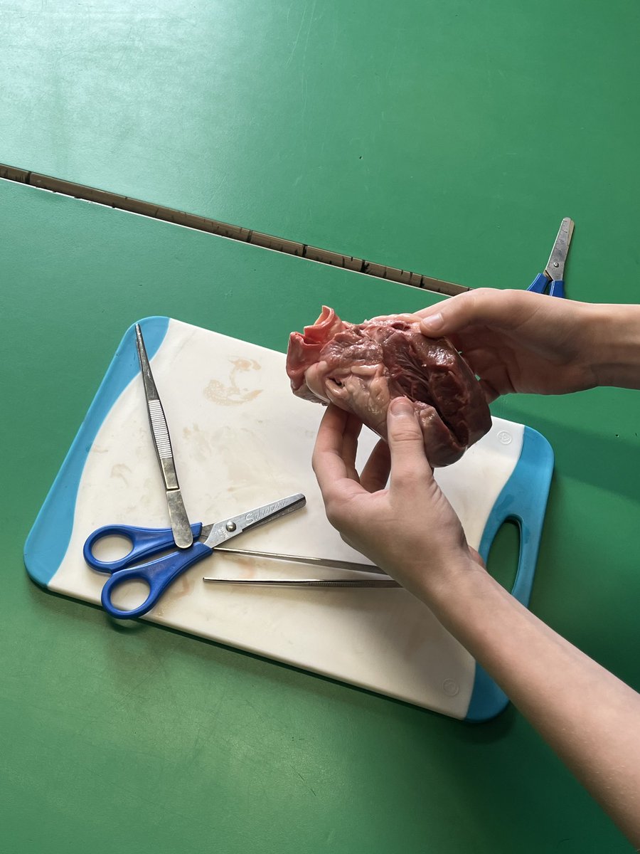 reedswoodeact's tweet image. Our Year 6 children had a fantastic workshop this week learning about the heart! They got to look inside real hearts and learn about all of the different features and functions❤️🫀🏩