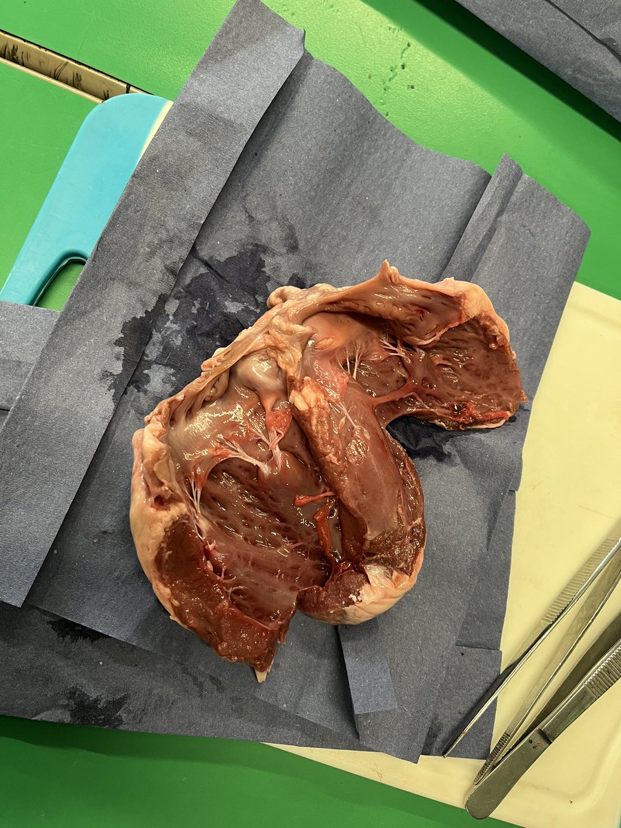 reedswoodeact's tweet image. Our Year 6 children had a fantastic workshop this week learning about the heart! They got to look inside real hearts and learn about all of the different features and functions❤️🫀🏩