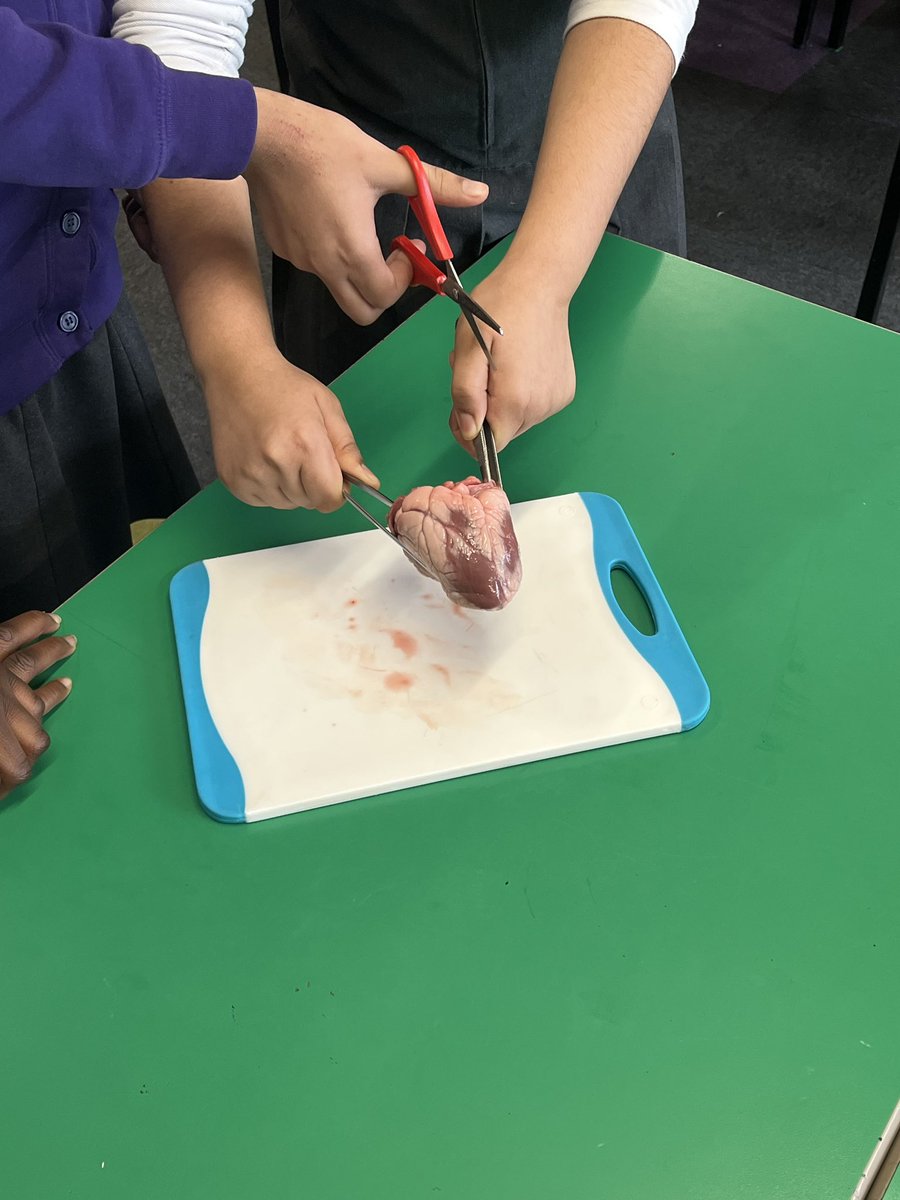 reedswoodeact's tweet image. Our Year 6 children had a fantastic workshop this week learning about the heart! They got to look inside real hearts and learn about all of the different features and functions❤️🫀🏩