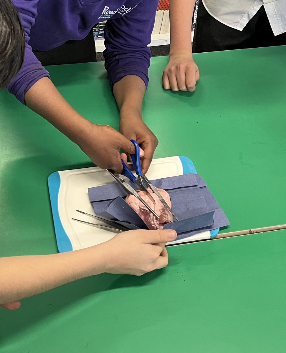 reedswoodeact's tweet image. Our Year 6 children had a fantastic workshop this week learning about the heart! They got to look inside real hearts and learn about all of the different features and functions❤️🫀🏩