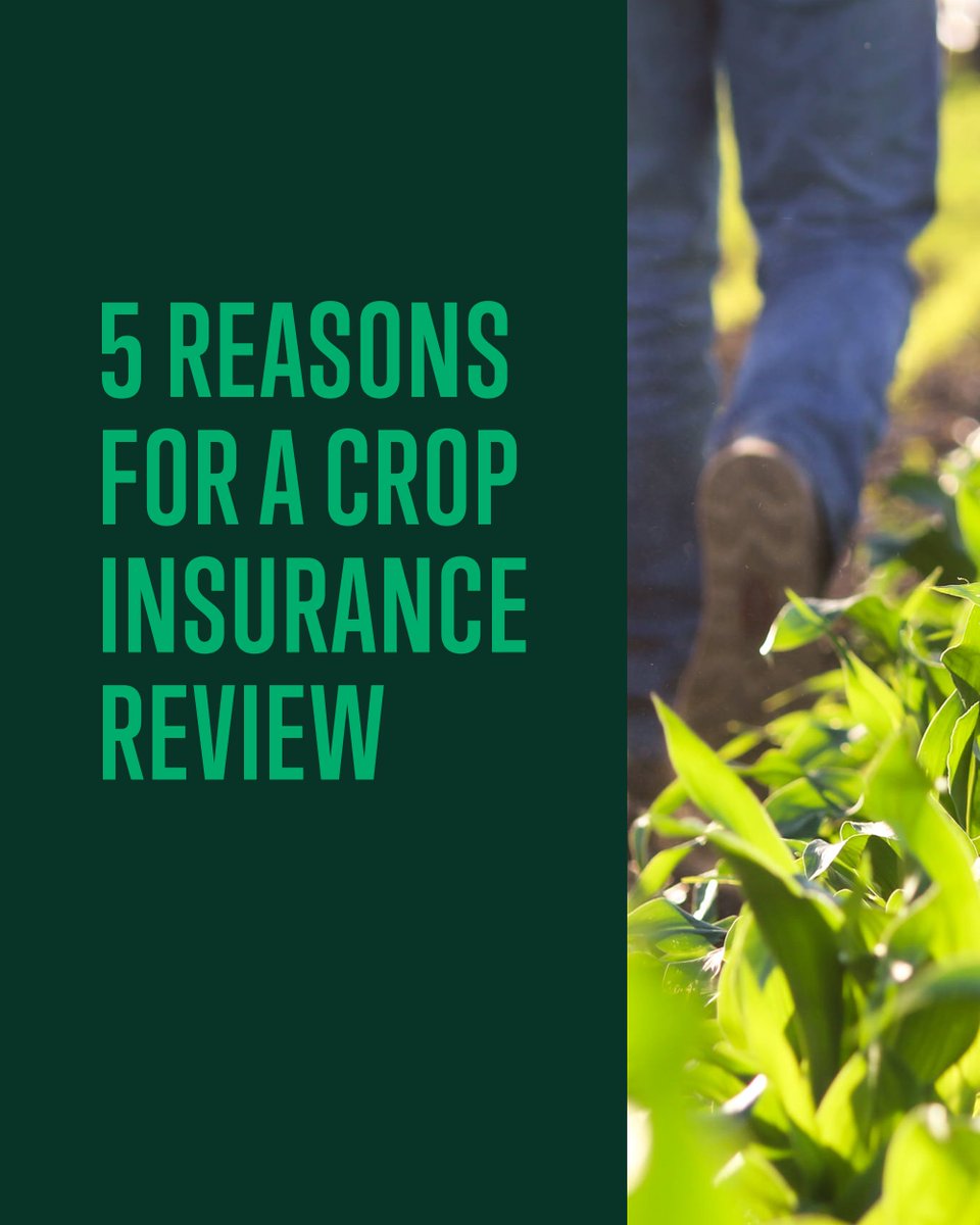 FCSAmerica's tweet photo. Regularly reviewing your crop insurance helps set your farm up for success. Discover the benefits of having an annual crop insurance review with us. ⬇

Stay Ahead
With new products, changing premium subsidies and different risk management tools, regular reviews align with what's new to maximize protection.

Optimize Coverage
Maximize the guarantee, minimize risk. Take full advantage of available options, endorsements and unit structures.

Boost APH
We look to increase Actual Production History (APH). That means a stronger guarantee and a better chance of covering costs in tough years.

Navigate Complexity
With so many crop insurance options available, our proprietary software helps make informed decisions based on farm and financial goals.

Rely on Expertise
Our insurance officers specialize in crop insurance, receive ongoing training and are committed to producer success.

Learn more: https://t.co/rqOxfYBClR