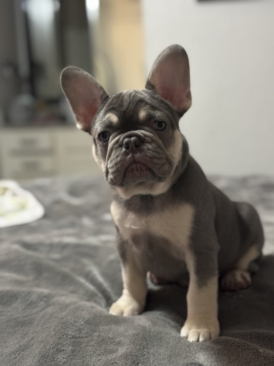 Still have some beautiful babies left , message me if u are interested this is one of our boys