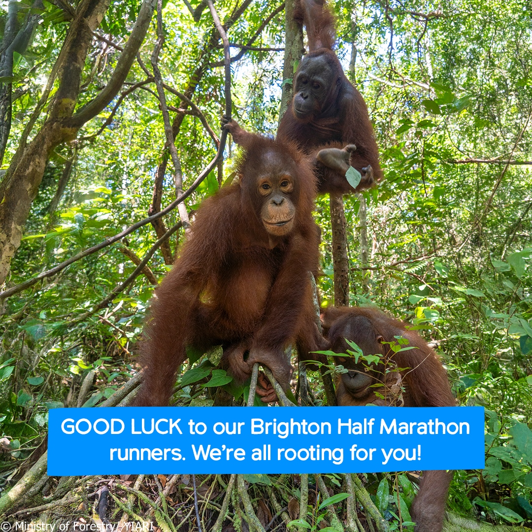 International Animal Rescue tweet media