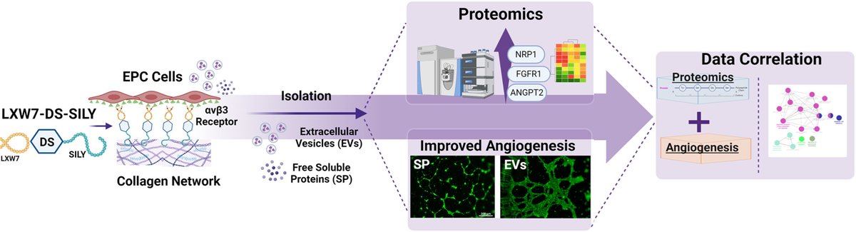 Acta Biomaterialia (@actabio) on Twitter photo Professor Alyssa Panitch: Extracellular matrix ligands modulate the endothelial progenitor cell secretome for enhanced angiogenesis @Alyssa_Panitch <a href="/UCDavisSurgery/">UC Davis Surgery</a> <a href="/CoulterBME/">Coulter BME | Emory & Georgia Tech</a> sciencedirect.com/science/articl… Professor Alyssa Panitch: Extracellular matrix ligands modulate the endothelial progenitor cell secretome for enhanced angiogenesis @Alyssa_Panitch <a href="/UCDavisSurgery/">UC Davis Surgery</a> <a href="/CoulterBME/">Coulter BME | Emory & Georgia Tech</a> sciencedirect.com/science/articl…