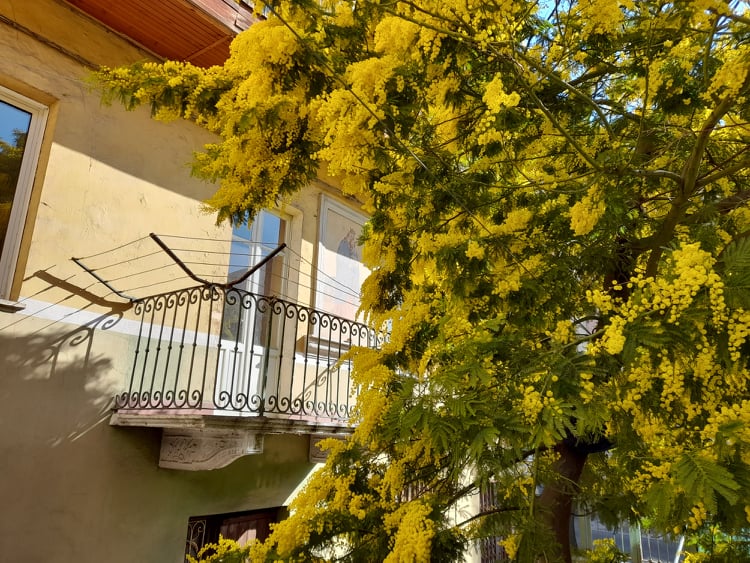 EVENTI AD AVIGLIANA: dal 28 febbraio 2025  mailchi.mp/10d1ed2fbf41/e…