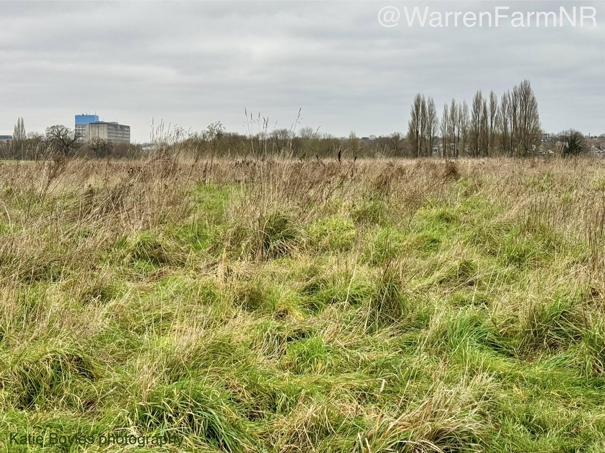 Land like this gets described by those not in the know as ‘wasted space’, ‘it’s just grass’, ‘messy’🌿To botanists, wildlife experts &amp; nature lovers who see life its ‘home to rare plant species’, ‘vital acid grassland habitat’, ‘Field Vole site supporting Owls’🦉#WarrenFarmNR 💚