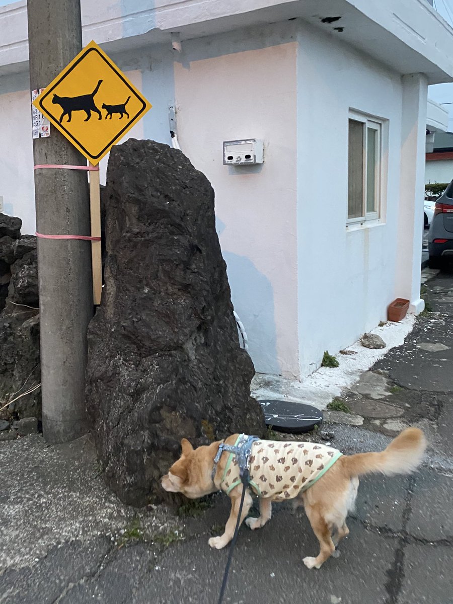 게으른 소나기 tweet media