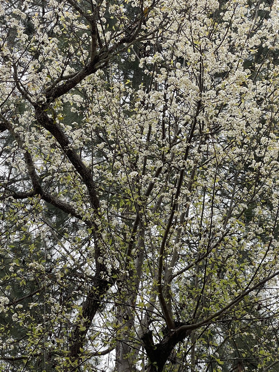 LyfInTransit's tweet image. Can spring be far behind?

With not so harsh winter behind us, we are now embracing for the most colourful months of the year. 🌸🌺🌼
#Uttarakhand 
#SpringIsHere #VasantRitu