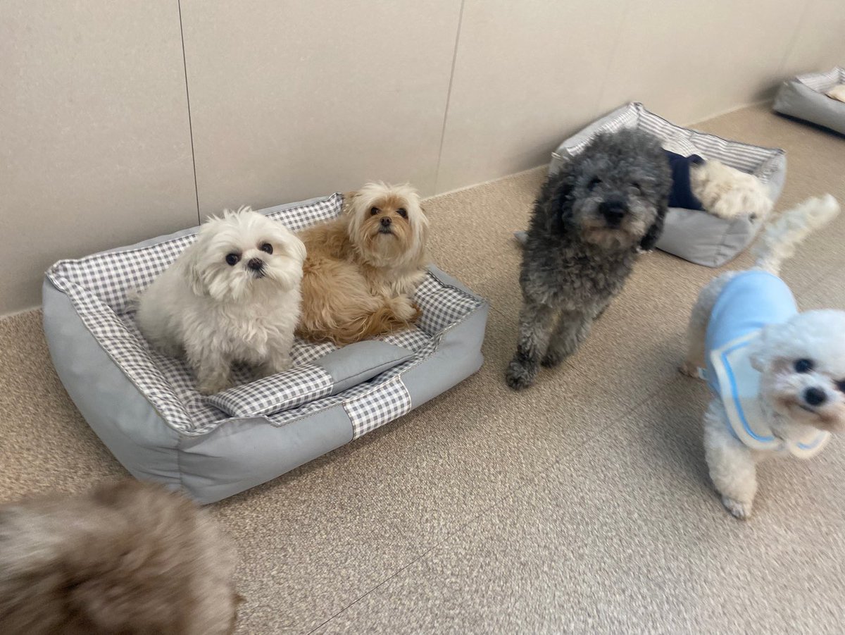 아 애견유치원에서 언니기다리는 망토 ㅅㅂㅋㅋㅋ ㅈㄴ의젓하네