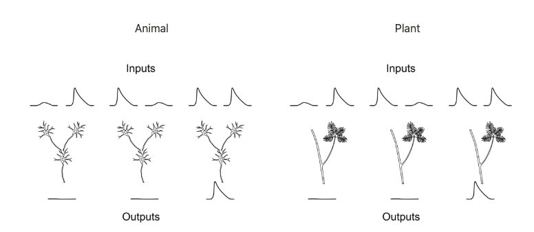 justinmast's tweet photo. Plants don't have brains or nerves, but they produce and use electrical signals with a lot of similarity to our nervous systems.

Get a neuroengineer's take on plant electrical communication in my cofounder @LeevonKraus's paper: https://t.co/6LIErAsAFy https://t.co/1WqkOqKLHy