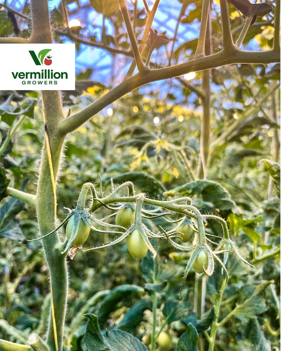 The tomatoes are loving the recent sunshine. Spring is on the way!