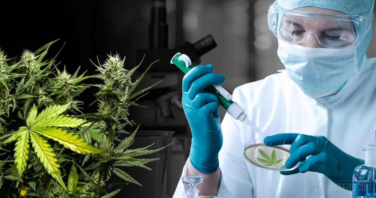 Science meets the cannabis industry at the 2025 Cannabis Research Conference—highlighting innovation, groundbreaking studies, and forward-thinking solutions. 🌟 Don’t miss it! cannabisresearchconference.net

#SciTech #CannabisIndustry #CannabisScience #CannabisEvents