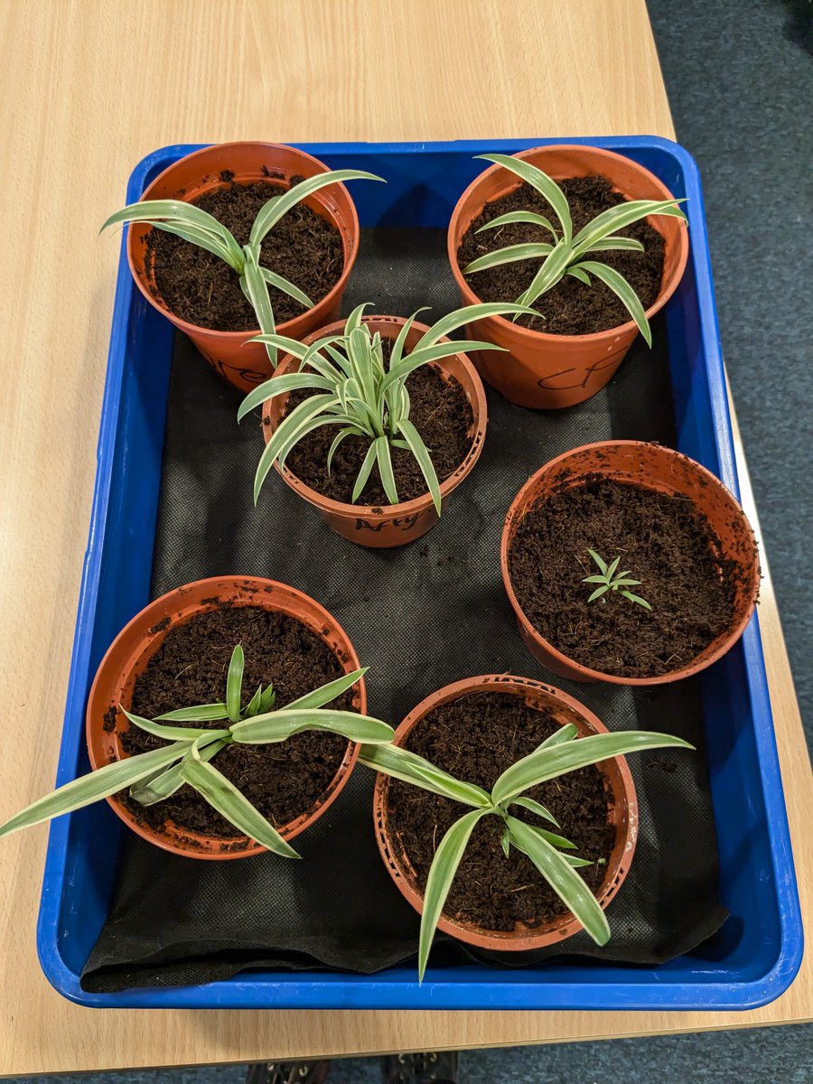 Pupil Support tweet media