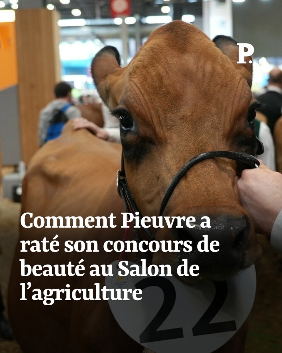 « Elle a fait la vache folle ! » À l’occasion d’un concours de la plus belle vache tarentaise au Salon de l’agriculture, nous avons suivi Pieuvre et son jeune éleveur, Guerlain Gachet.

➡️ l.lepoint.fr/HGO
Par <a href="/nathan_tacchi/">Tacchi Nathan</a> et <a href="/AdeliaPaolillo/">Adèlia</a>