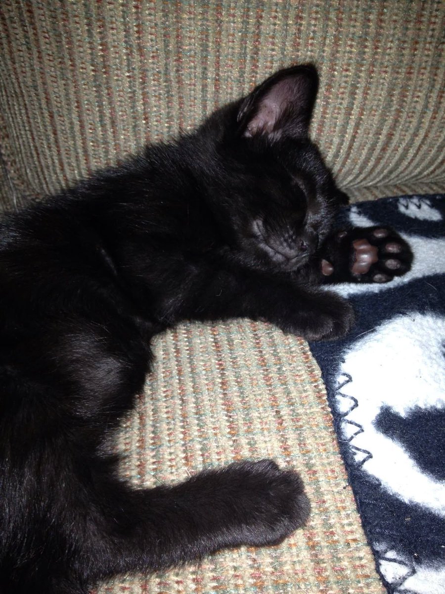 Black cats are not bad luck (@visualscat) on Twitter photo 