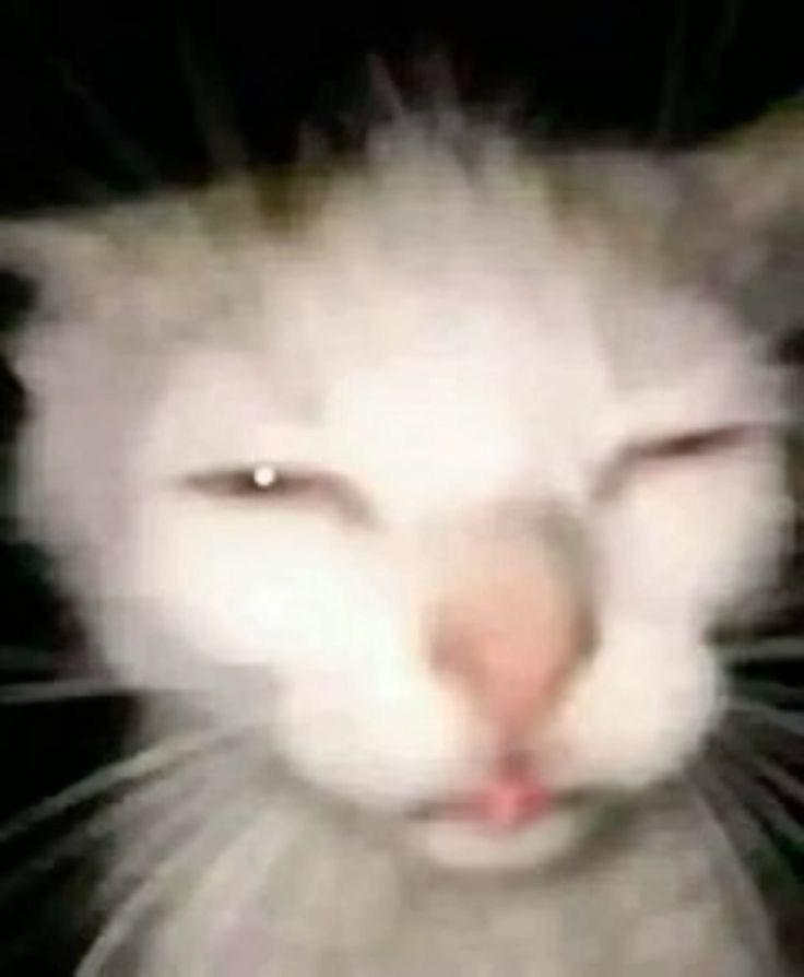 Posts Of Cats (@postsofcats) on Twitter photo 