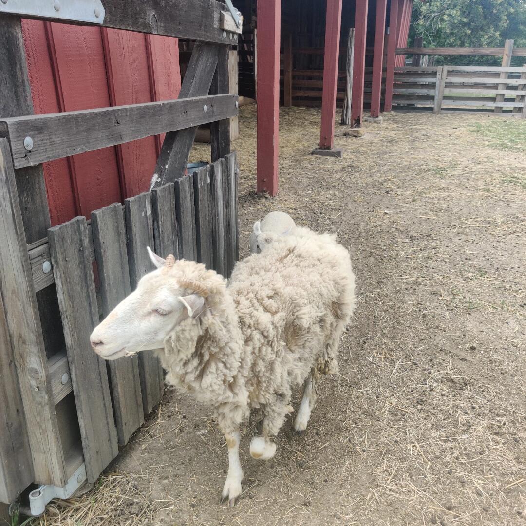 Addy_arjunaidi3's tweet image. Sheep are gentle herbivorous animals that provide wool, milk, and meat, holding significant economic and cultural value. They typically live in open grasslands in flocks #FarmLife #LivestockFarming #AnimalHusbandry #RanchLife #FarmAnimals #FarmingCommunity #SustainableFarming 😇