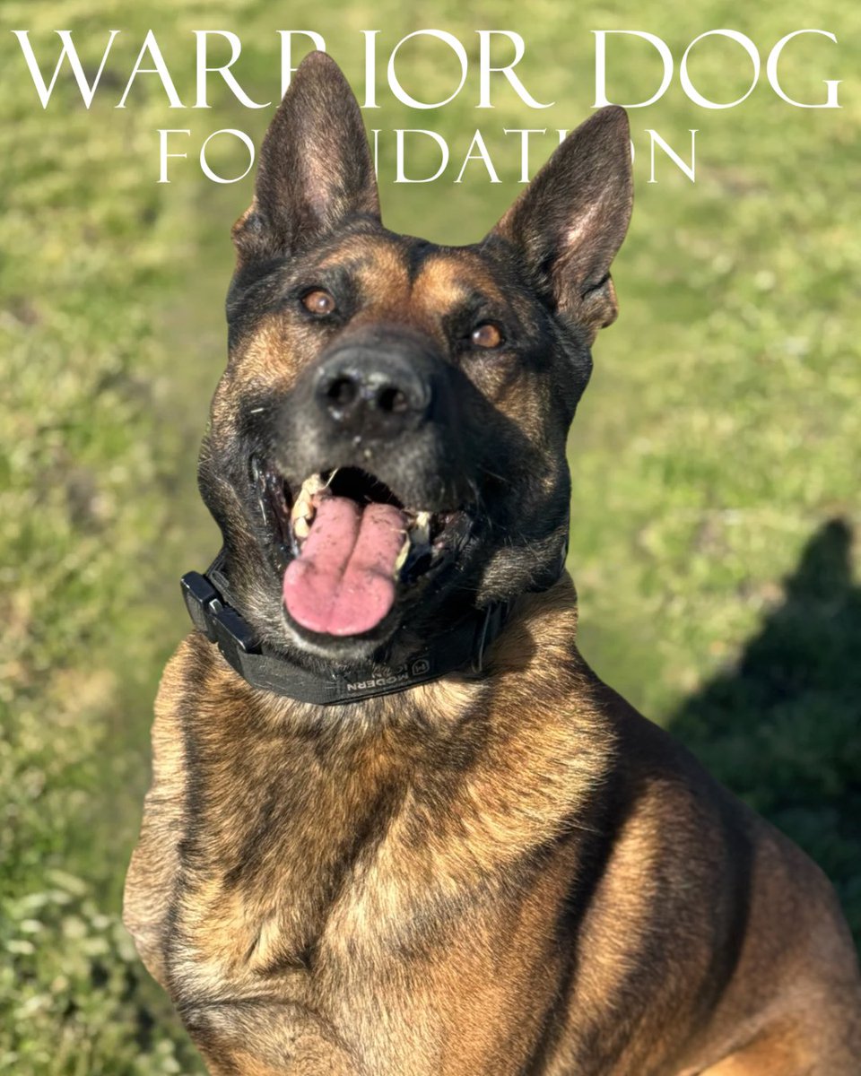 WarriorDogs's tweet image. Meet our newest resident, Warrior Dog Nitro 🐕🇺🇸❤️
Take action warriordogfoundation.org/donation/
#dogadoption #dogfoster #k9 #army #police #sheriff #navy #airforce #marines #coastguard #philanthropy #501c3