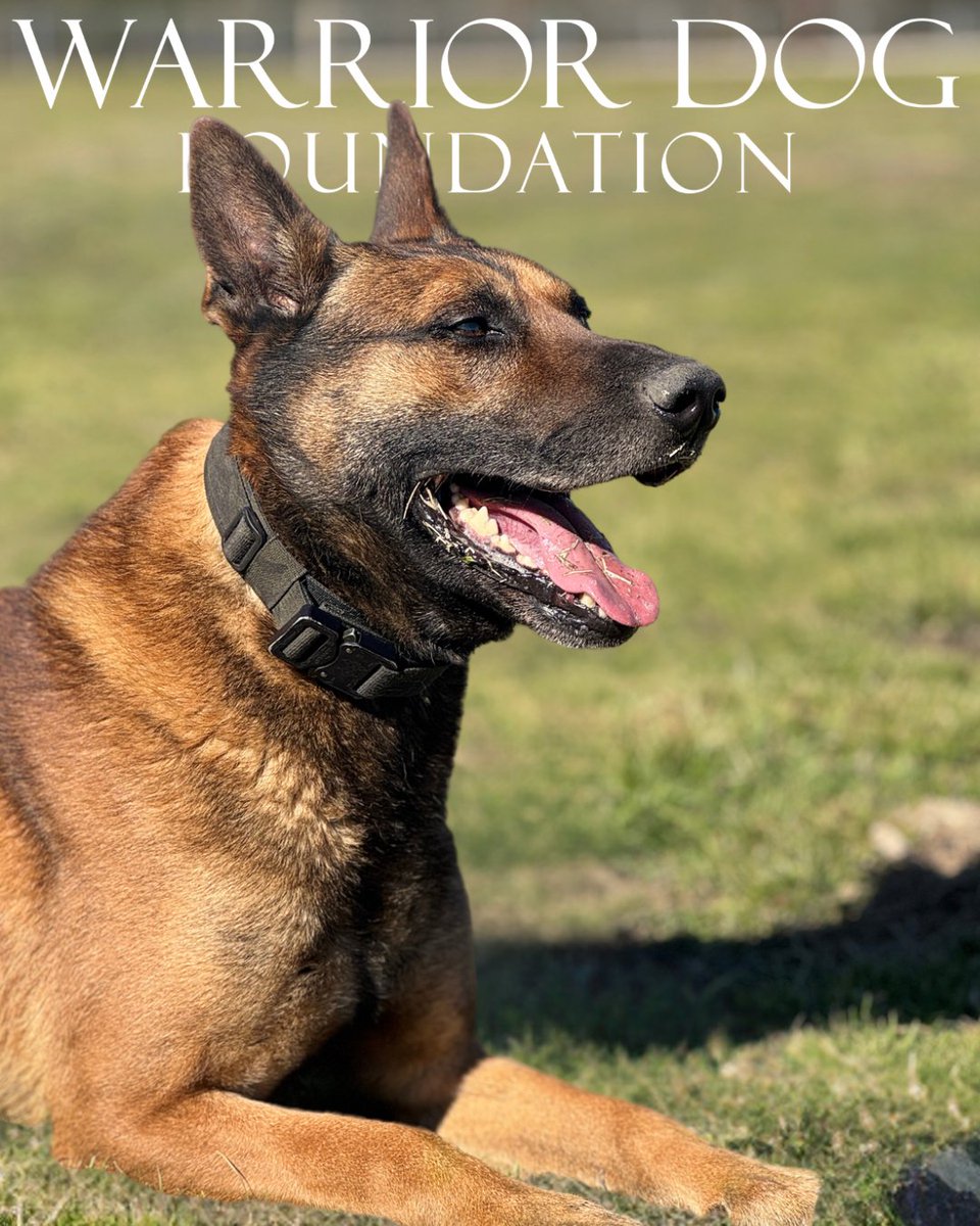 WarriorDogs's tweet image. Meet our newest resident, Warrior Dog Nitro 🐕🇺🇸❤️
Take action warriordogfoundation.org/donation/
#dogadoption #dogfoster #k9 #army #police #sheriff #navy #airforce #marines #coastguard #philanthropy #501c3