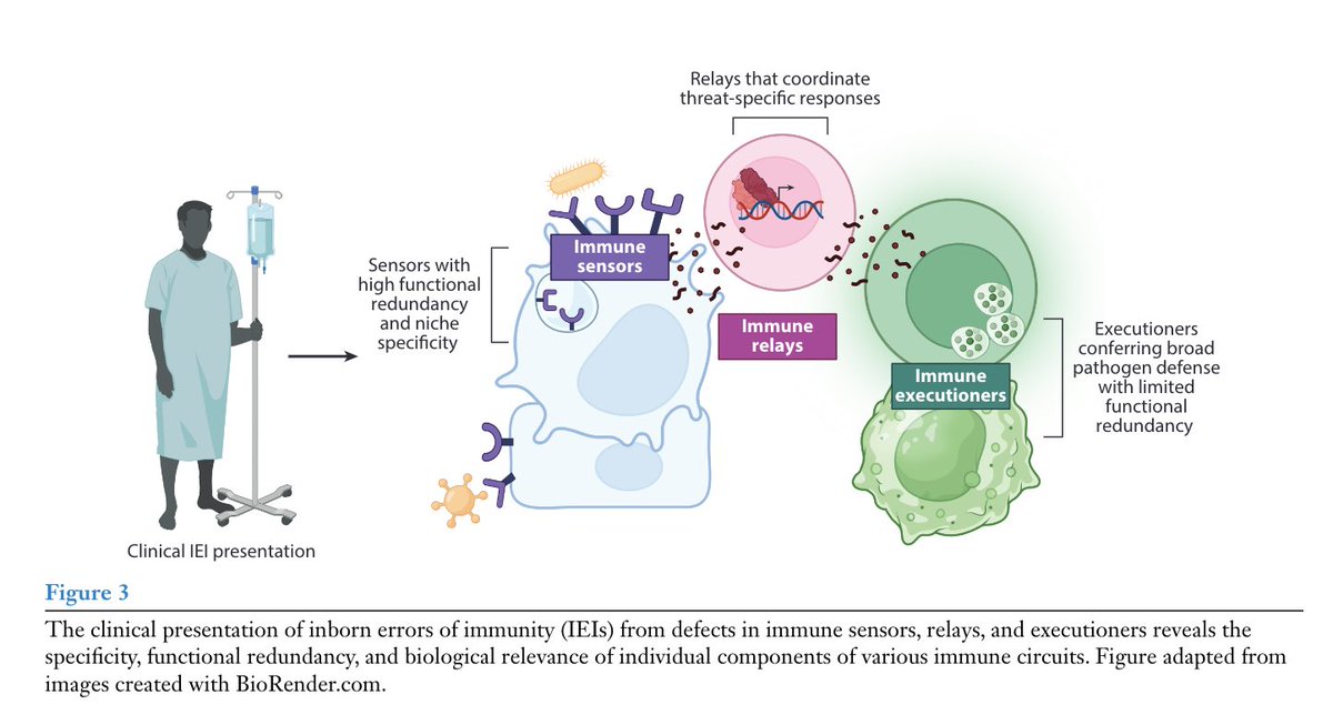 If you’re interested in how monogenic diseases can lead to insights on human immunobiology, check out this review I wrote with <a href="/lucasite_lab/">Carrie Lucas</a> !
annualreviews.org/content/journa…
