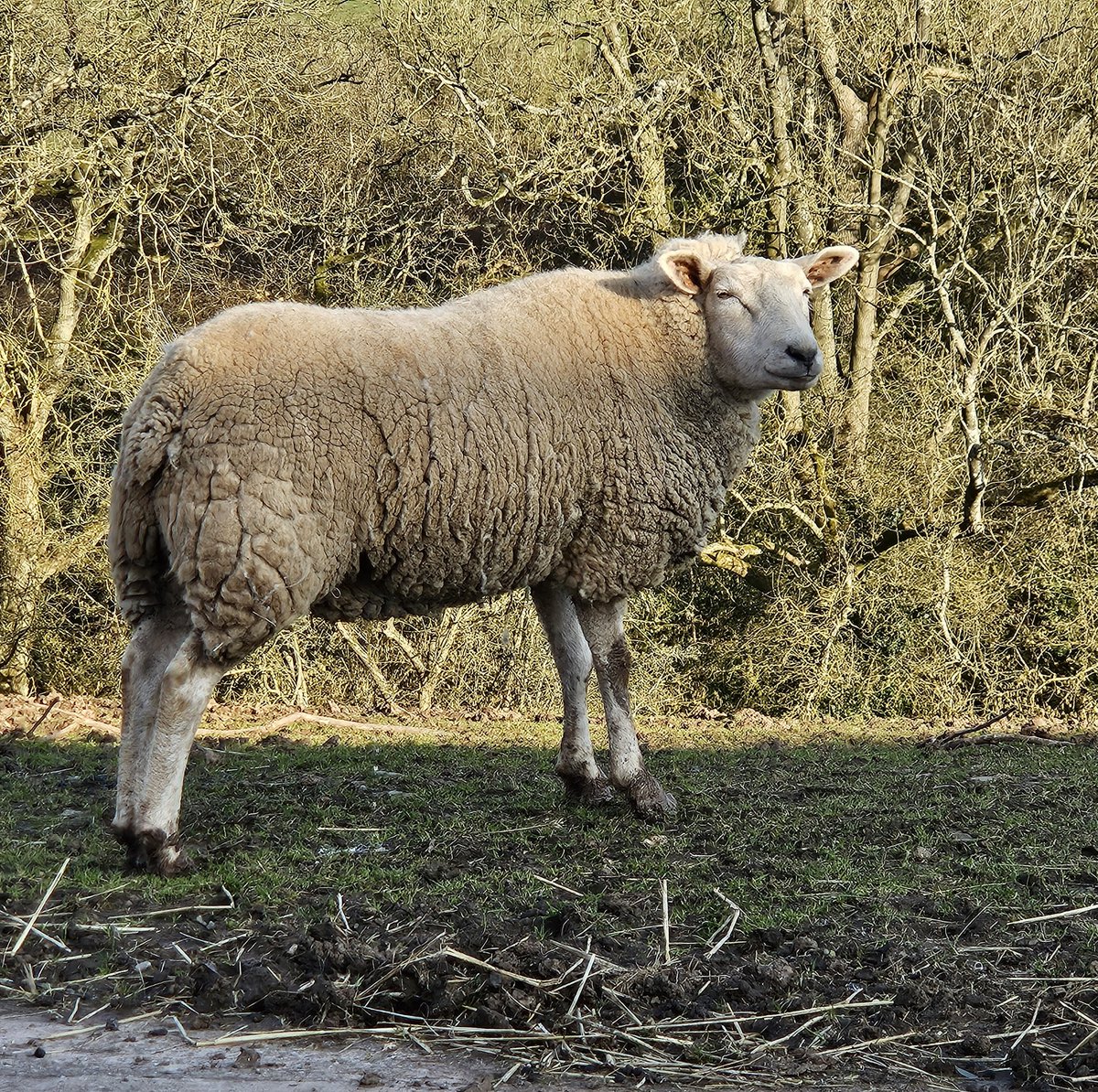 Dodford Children's Farm tweet media
