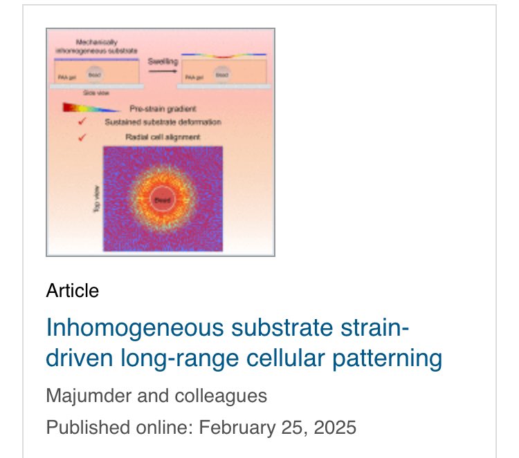 Abhijit Majumder (@abhijit_mlab) on Twitter photo Cells can sense mech cues. Bt can they sense pre-strain if soft tissue is deformed? Hw long can the signal travel?
In our latest paper in <a href="/CellReports/">Cell Reports</a> Phy-Sci, <a href="/Akshada2511/">Akshada Khadpekar, PhD</a> shows how rigid structures in soft gels may result into long-range (~40 cell length) patterning. (1/2) Cells can sense mech cues. Bt can they sense pre-strain if soft tissue is deformed? Hw long can the signal travel?
In our latest paper in <a href="/CellReports/">Cell Reports</a> Phy-Sci, <a href="/Akshada2511/">Akshada Khadpekar, PhD</a> shows how rigid structures in soft gels may result into long-range (~40 cell length) patterning. (1/2)
