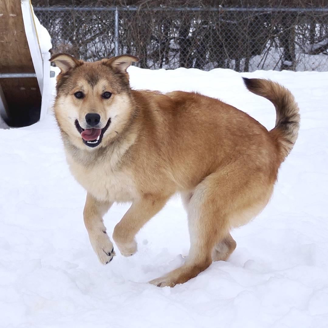 OntarioSPCA's tweet photo. This month, the Ontario SPCA welcomed 24 dogs from Northern communities, including 10 from Lac Seul First Nation. With support from Northern Reach Network and Lucky Mutts Dog Club, these dogs are now waiting to find loving homes. 

Visit https://t.co/2fAsPjFGtU to meet them! https://t.co/KR4LiEKD7N