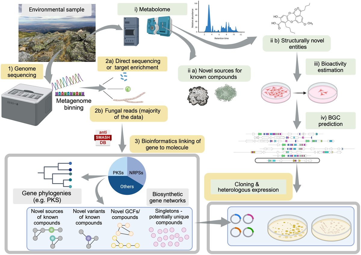 New Phytologist (@newphyt) on Twitter photo #Lichens, the secondary metabolite goldmine
Singh et al. <a href="/GarimaSingh_GS/">Garima Singh</a> <a href="/FDalGrande/">Francesco Dal Grande</a> <a href="/marnixmedema/">Marnix Medema</a> <a href="/fmartin1954/">Francis M. Martin</a>
📖 nph.onlinelibrary.wiley.com/doi/10.1111/np… #Lichens, the secondary metabolite goldmine
Singh et al. <a href="/GarimaSingh_GS/">Garima Singh</a> <a href="/FDalGrande/">Francesco Dal Grande</a> <a href="/marnixmedema/">Marnix Medema</a> <a href="/fmartin1954/">Francis M. Martin</a>
📖 nph.onlinelibrary.wiley.com/doi/10.1111/np…