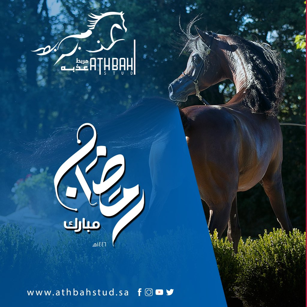 مربط عذبه (@athbah_stud) on Twitter photo 