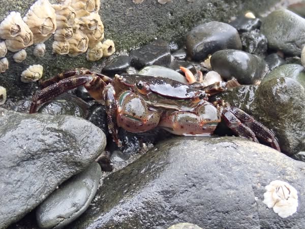 DFO Maritimes tweet media