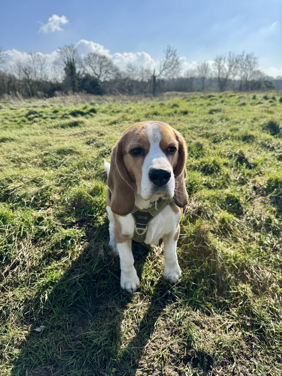 This is Sherlock. He has just completed 100km for <a href="/mariecurieuk/">Marie Curie</a>. Sherlock is sad. <a href="/SpursOfficial/">Tottenham Hotspur</a> want to destroy rewilded Whitewebbs Park in Enfield for plastic pitches. Everything you can see in this photo will be gone #TeamBat #TeamNewt <a href="/MayorofLondon/">Mayor of London, Sadiq Khan</a> call this application in!