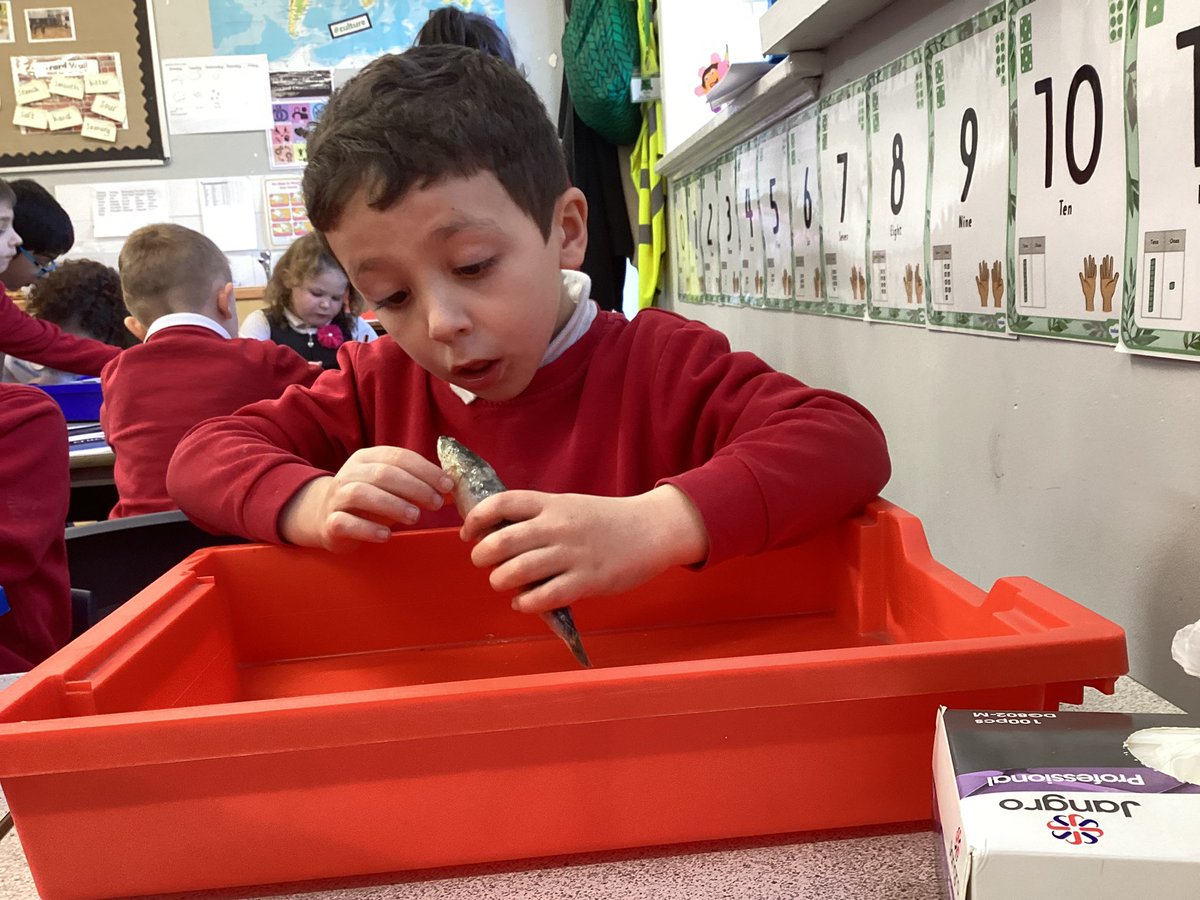 knightontmet's tweet photo. #Bloomfieldclass have been learning all about the animal group, fish. We identified the scales, gills and tails on some sardines #curiosity #KnMPAscience π π§ͺ https://t.co/fQkyrrLOHy