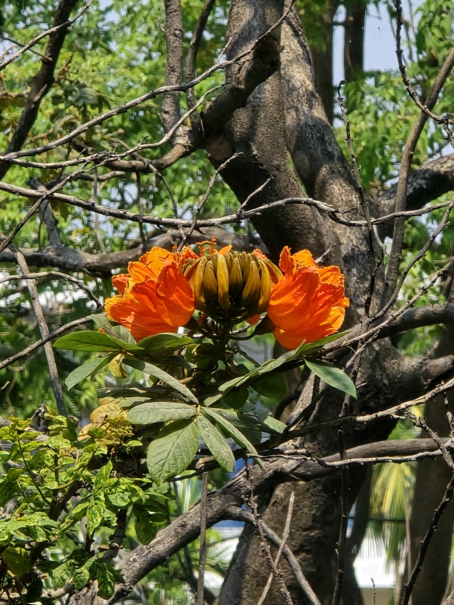#photography #flower #nature #photooftheday