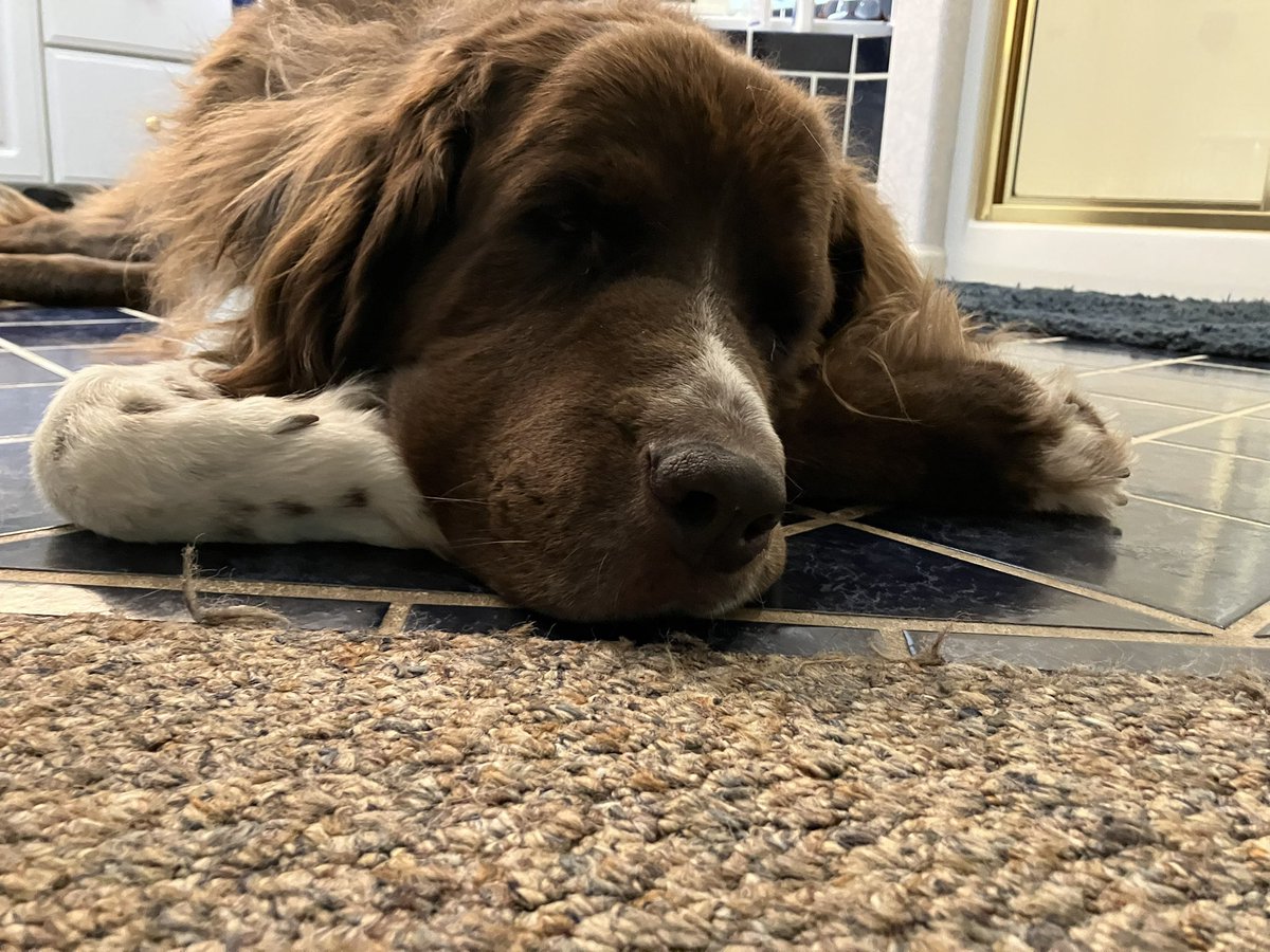 Violet_theNewfy's tweet photo. #PostAFavPic4VioletFeb25 
Day 28 Sleeping
Okay, I nailed this one 😂💜 https://t.co/nFFGUJ11E8