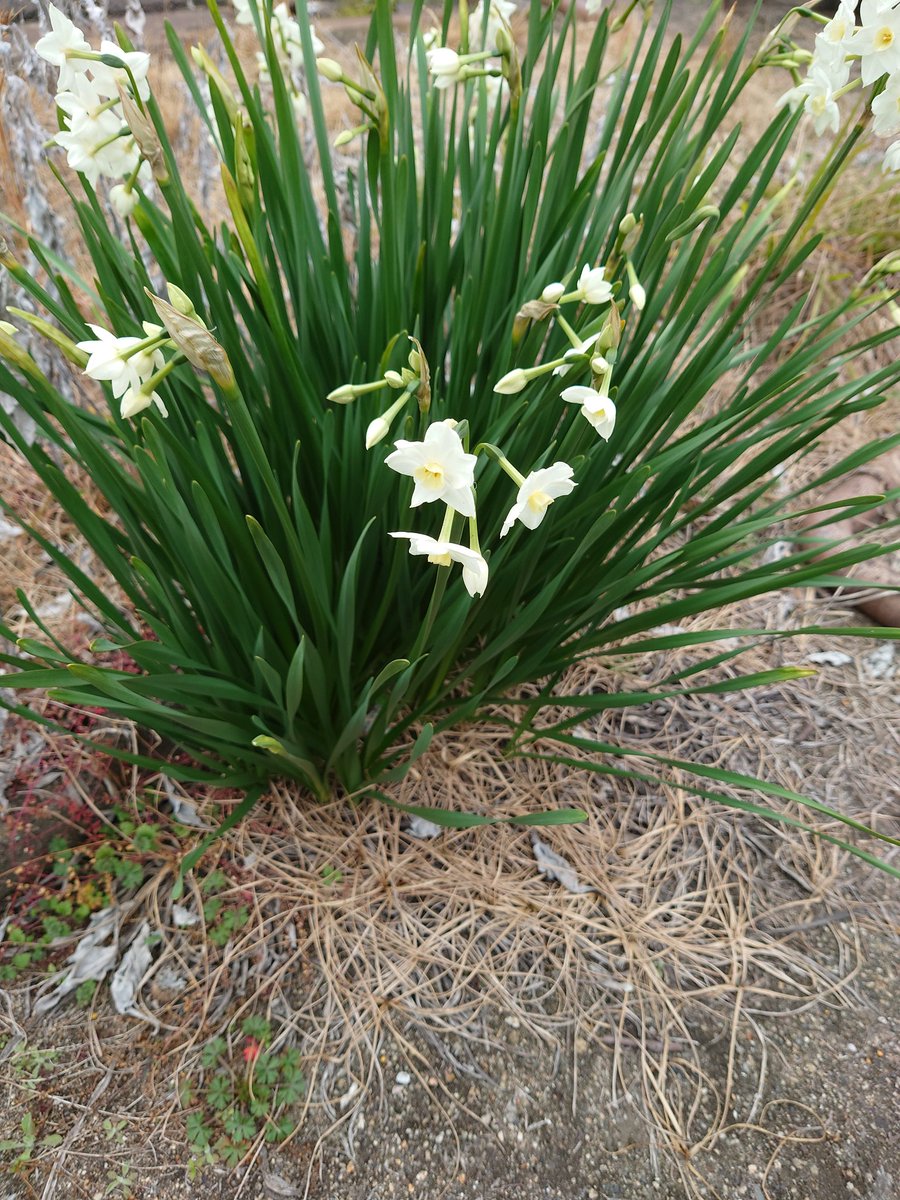 寒い日が続いてるけど春は来てますね