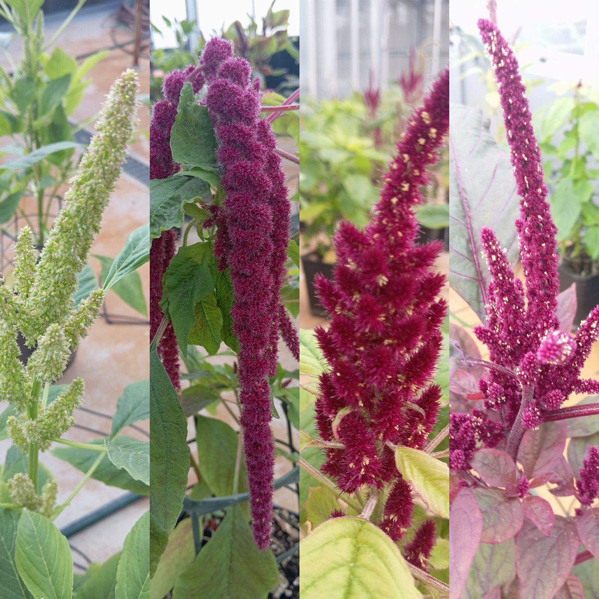 aparicionieves3's tweet photo. #Amaranth!!! Evaluating genotypes.
#biodiversity 
@ITACYL @foodinnovatione @AgriEnvironCyL @CIALE_USAL https://t.co/18U6D8ZfYV