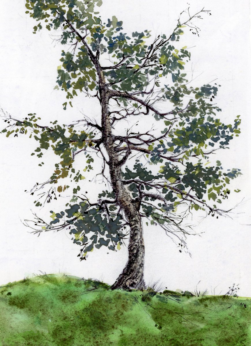 A tree on Bowen Island, British Columbia. 
Pen, ink, watercolour and gouche on paper. 5 x 7"