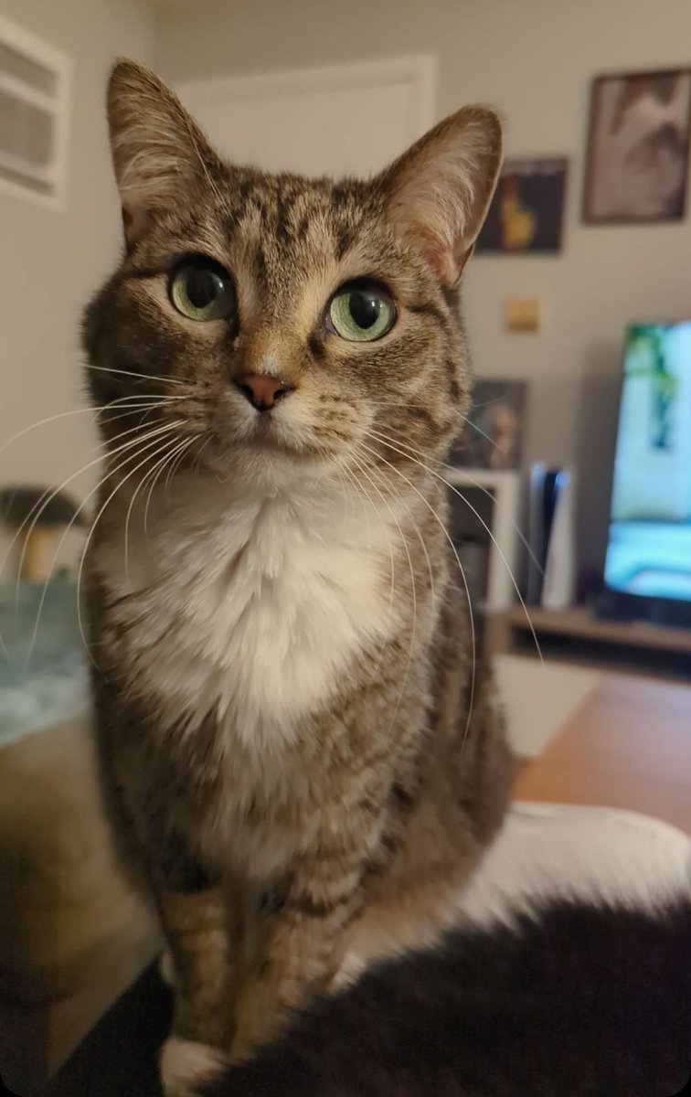 📺⚡️JUNO ⚡️📺 tweet media