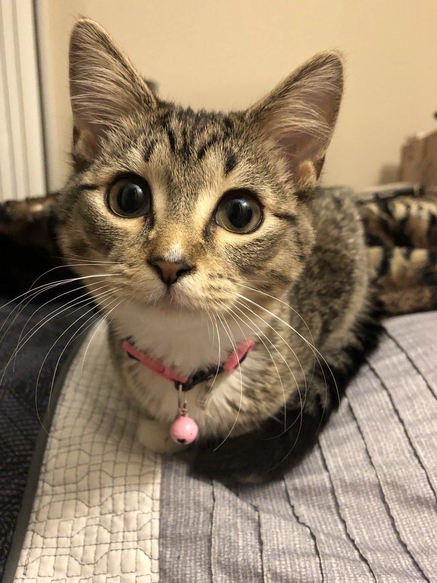 📺⚡️JUNO ⚡️📺 tweet media