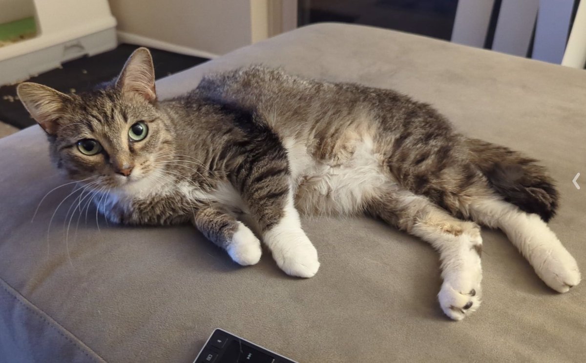 📺⚡️JUNO ⚡️📺 tweet media