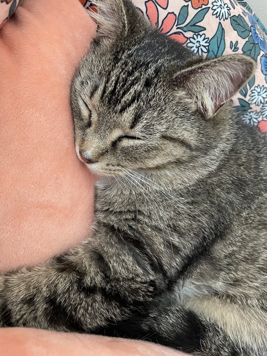 📺⚡️JUNO ⚡️📺 tweet media