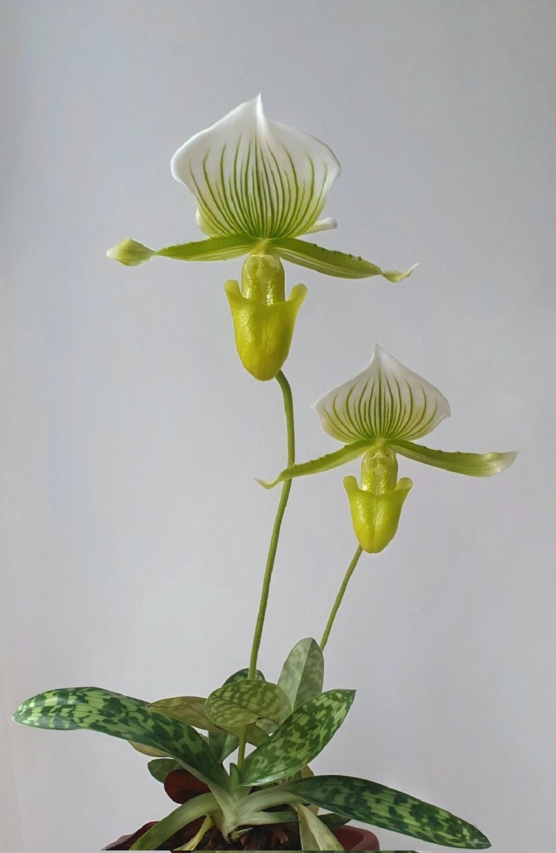 fiocchi25's tweet photo. Paphiopedilum Maudiae Femma 🌱 https://t.co/Ao2lHKoMfb