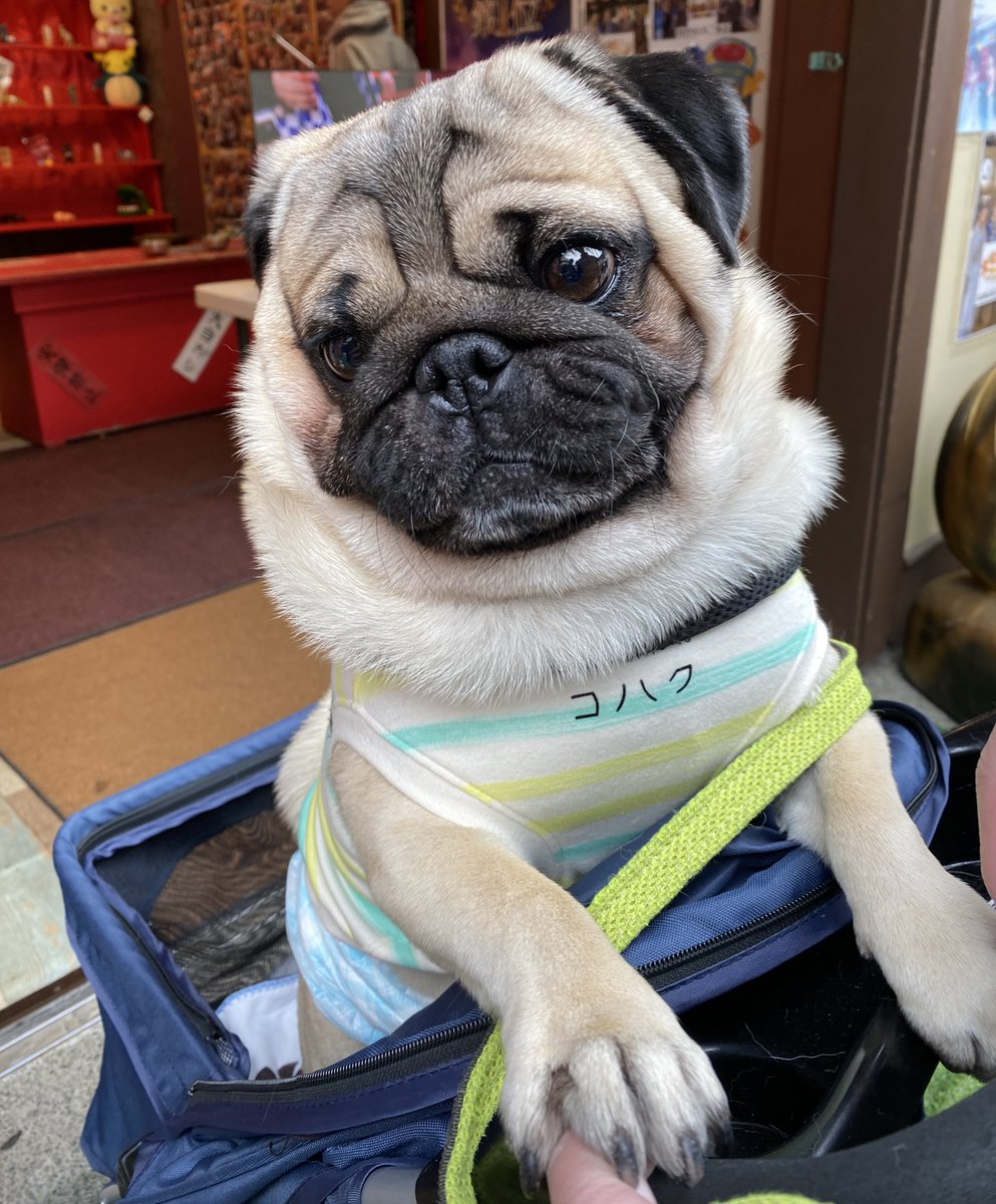 パグこはくさん20200721 (@khkkhk0721) / Posts / X
