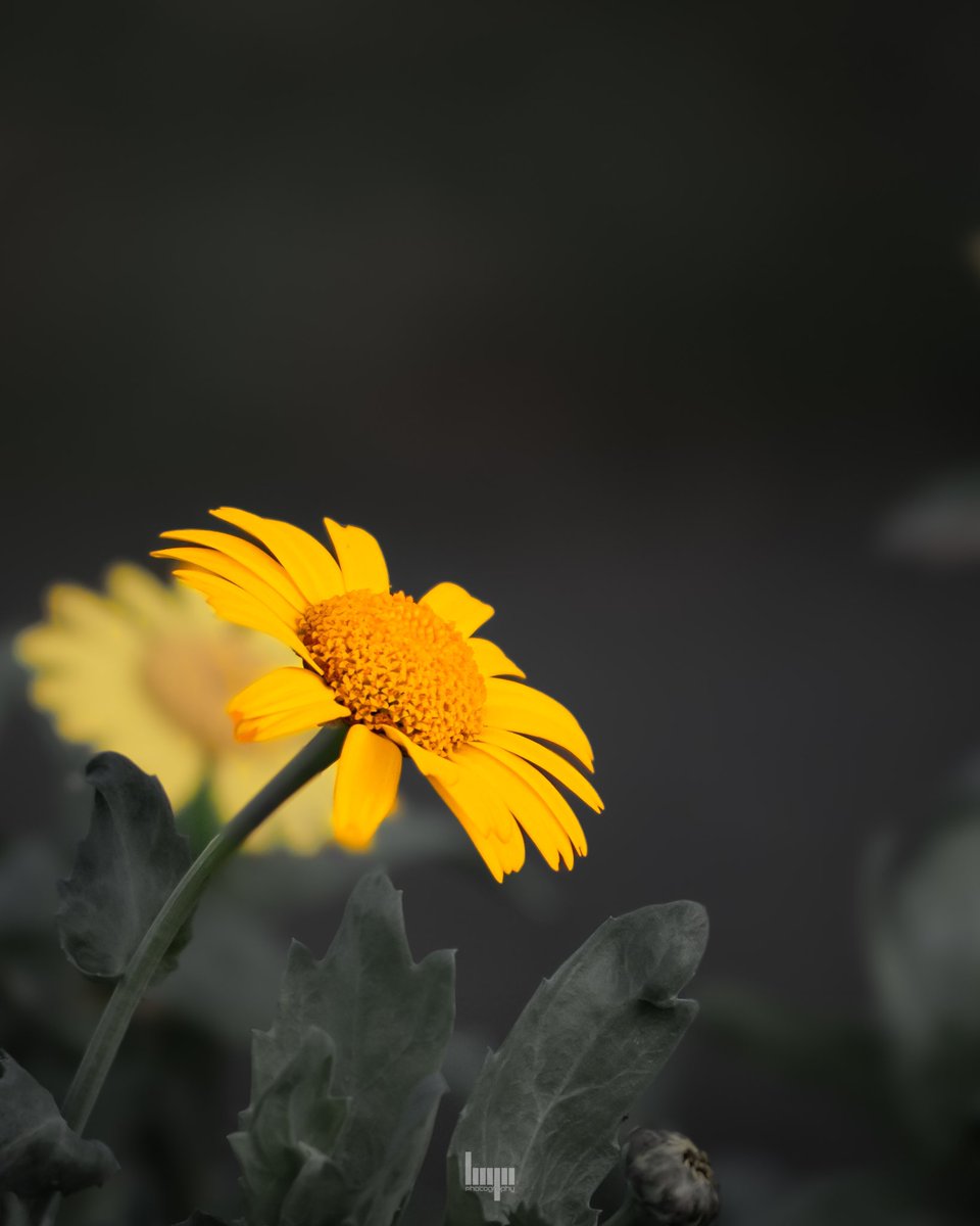 monkbonk's tweet image. Good night..  #DarkEdition